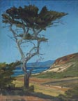 LL Sorensen Bodega Head Cypress