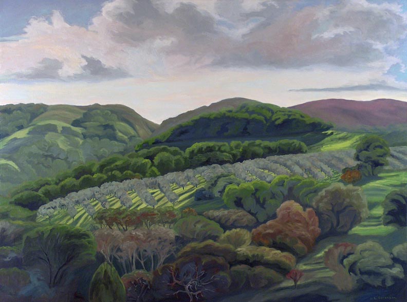 McEvoy Olive Trees 3  Linda Sorensen
